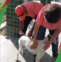 IFPB Campina vacina cães e gatos