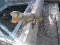 Visita ao Museu Répteis da Caatinga