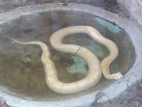 Visita ao Museu Répteis da Caatinga