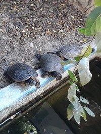 Visita ao Museu Répteis da Caatinga
