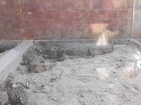 Visita ao Museu Répteis da Caatinga