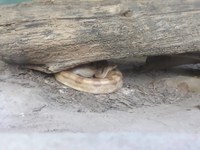 Visita ao Museu Répteis da Caatinga