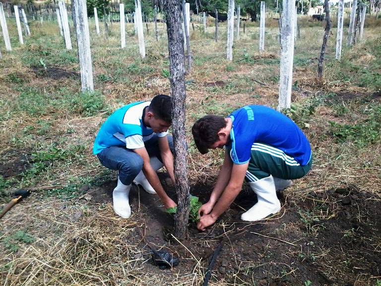 Plantio das mudas de maracujá no Setor de Fruticultura