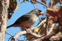 Imagens registradas por câmeras fotográficas do ambiente silvestre podem participar do concurso
Divulgação/Agência Brasil