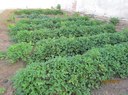 Produção agroecológica Produção agroecológica