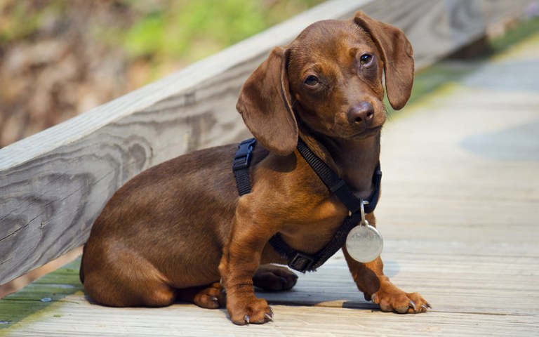 Teckel ou Dachshund Teckel ou Dachshund