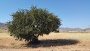 Árvore de origem do Marrocos pode se adaptar às condições de clima do semiárido brasileiro