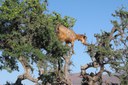 Animais sobem nas árvores, no Marrocos, em busca do fruto argan