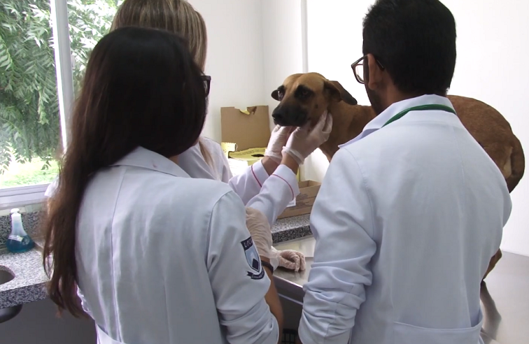 Especialização em Medicina Veterinária